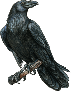 Watercolor Black Raven