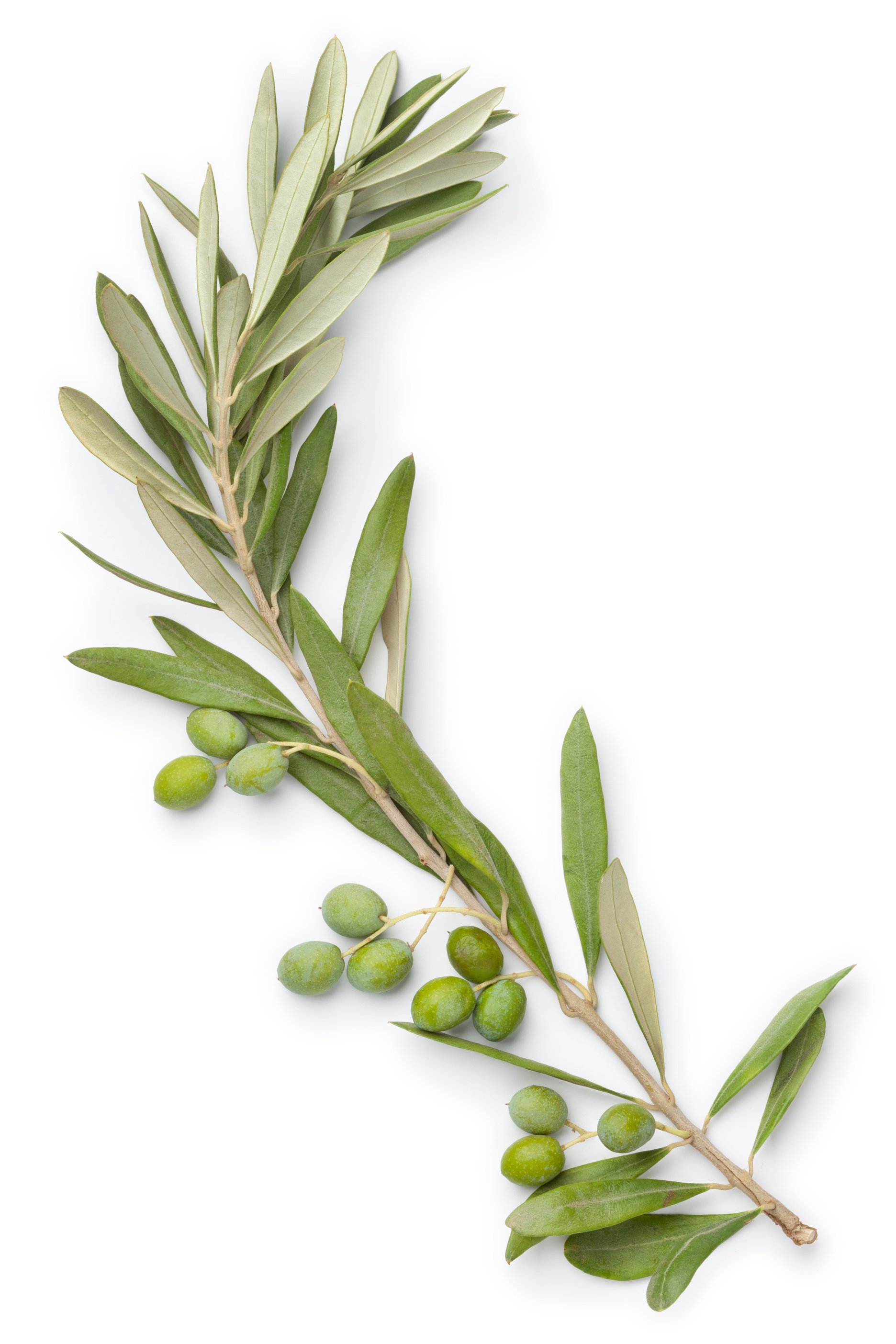 Olive twig